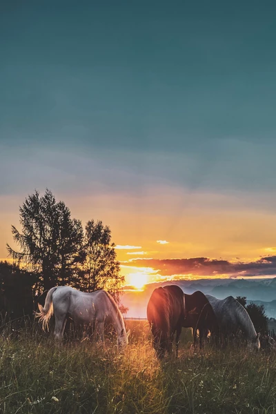 gallery-slider